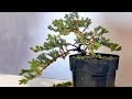Transform a juniper nursery plant to a cascade bonsai