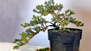 Transform a juniper nursery plant to a cascade bonsai