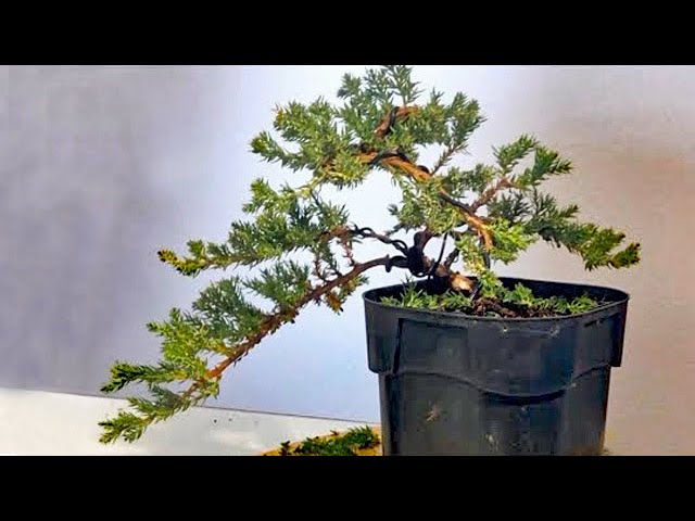 Bonsai diary】 山採りから3年目の赤松 樹形作りへ ♯305 - YouTube