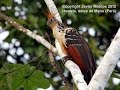 Expedición desde los Andes al Amazonas del Parque Nacional Manu (Perú)