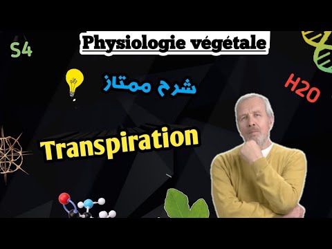 Vidéo: Différence Entre La Montée De La Sève Et La Translocation