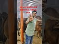 এস এস ক্যাটেল ফার্ম নারায়ণগঞ্জ নবীগঞ্জ, বন্দর দাশেরগাঁও  ✅✅  #funny #vlog #love