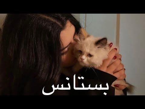 فرقة ميامي بستانس بطيء
