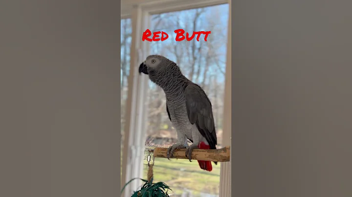 Symon the African Grey Baby Parrot says Red Butt🤣🤣 #babyparrot #talkingparrot #funnyparrot #cag