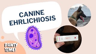 Kai Tested Positive For Canine Ehrlichiosis | How It Happened, Symptoms, Treatments, and Prevention