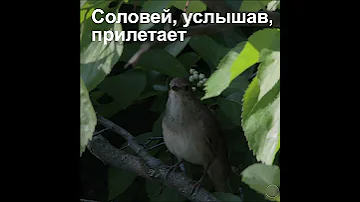 Как приманить соловья #shorts