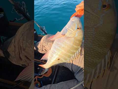 Secret Technique To Locate Big Snapper