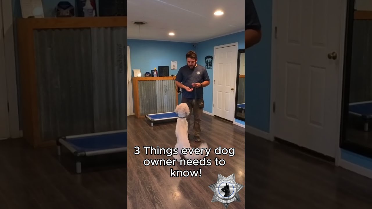 Proven K9 Training 3 Things You Need To Know 