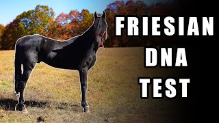 Friesian DNA Test  Horse Shelter Heroes S4E43