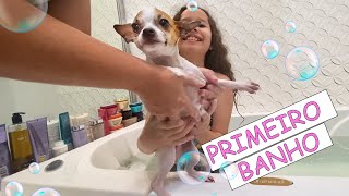 DANDO BANHO NO MEU CACHORRINHO BOLT PELA PRIMEIRA VEZ!