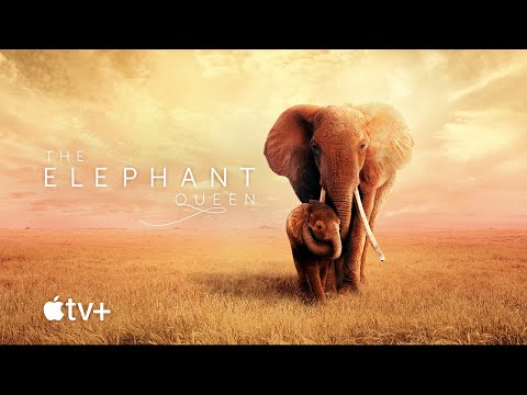 The Elephant Queen — Official Movie Trailer | Apple TV+ - The Elephant Queen — Official Movie Trailer | Apple TV+