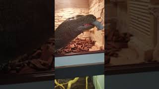 Varanus Salvadorii Croc Monitor Taming with the hand
