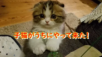 マンチカン 垂れ 耳 マンチカン 垂れ 耳