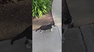 32526 Cat Walk Part 2