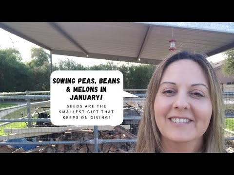 Sowing Peas, Beans and Melons! The Smallest Gift That Keeps on Giving