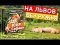 Опасны ли африканские сафари. Львы - машины для секса. 16+