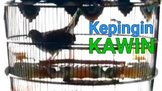 Bunyi burung perkutut lokal minta kawin