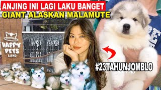 AUTO KAYA SEKALI LAHIRAN RAUP RATUSAN JUTA  BABY GIANT ALASKAN MALAMUTE