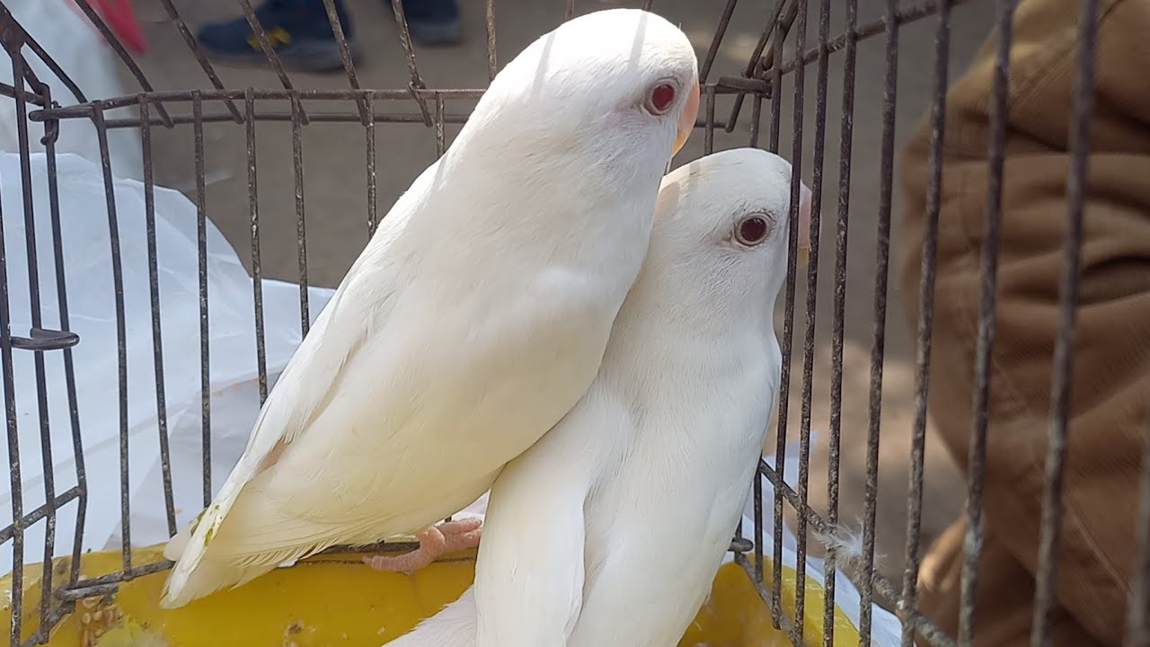 في حاجات حلوة💯عشوش وسلاكات مستعملة👌وعصافير انواع مختلفة🌶في عروض بيع من مشتركين القناة الجمعة ٦مارس💚 