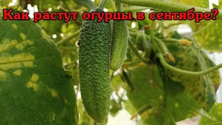 Как растут огурцы в сентябре...