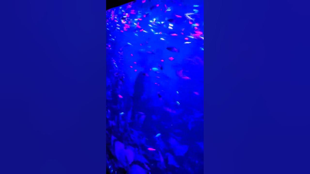 🔥Danio GLO #Ternetia #Даніо та Тернеція Гло 🔥 #aquarium #水族館 #Барбус ...