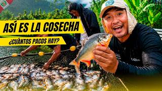 Así Es La Cosecha De Pacos En La Selva Peruana