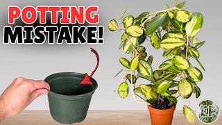 This potting mistake is killing your hoyas