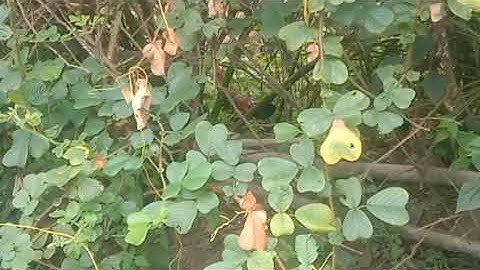 saib qaib dib qua zoo nawb 2022