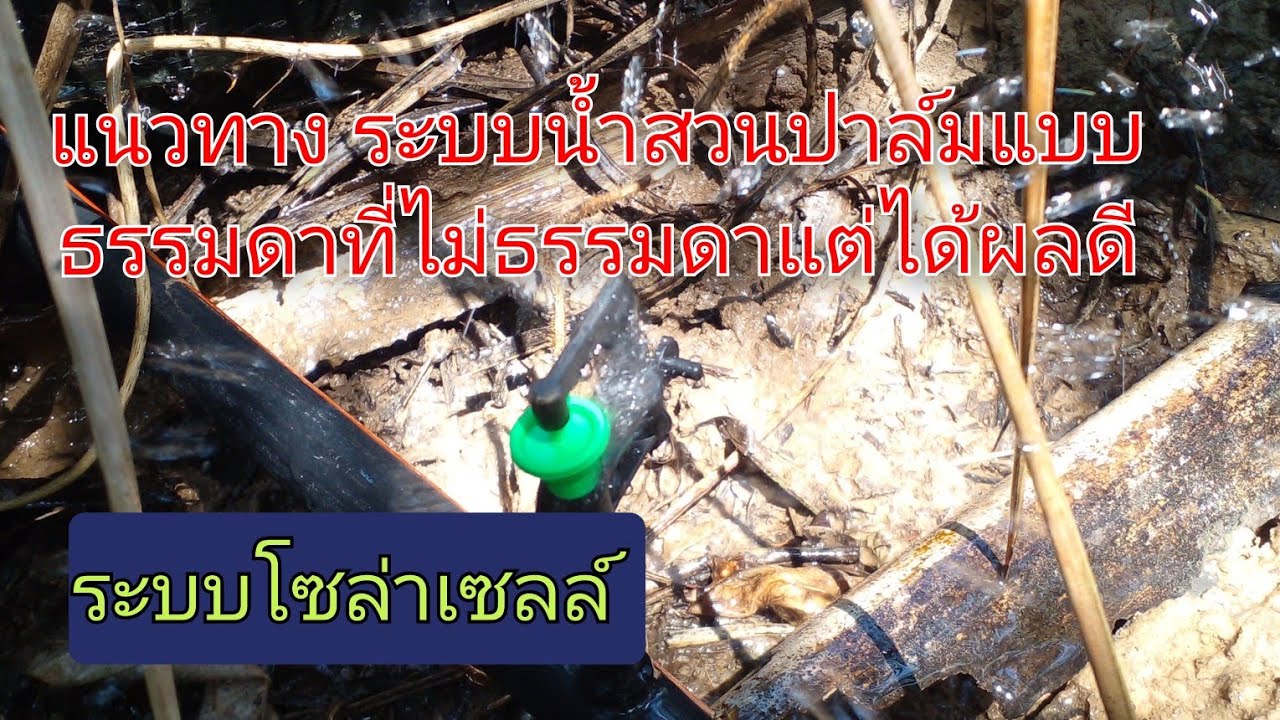 แนวทางระบบน้ำสวนปาล์มแบบธรรมดาที่ไม่ธรรมดาแต่ได้ผลดี