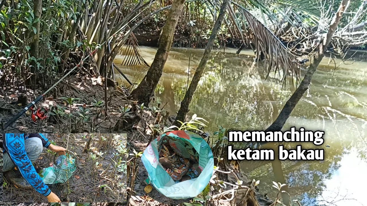 memancing ketam bakau
