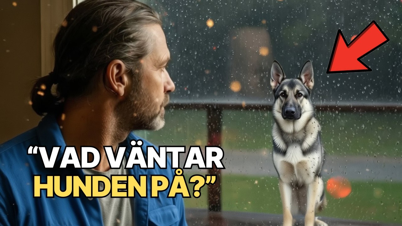 Efter dotterns försvinnande dök en herrelös hund upp – det den visade förändrade allt!