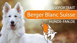 Weisser Schweizer Schäferhund 2018 Re, Aussehen & Charakter