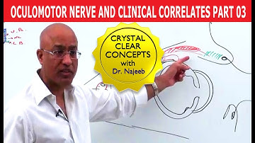 Oculomotor Nerve and Clinical Correlates Part 3
