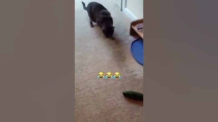 Cats and cucumber #shorts #cats #funny #funnyvideo