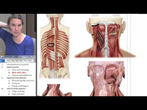 Back + Neck Muscles ☆ Human Anatomy Course - YouTube