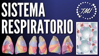 Anatomía y Fisiología Respiratoria Explicado Claramente