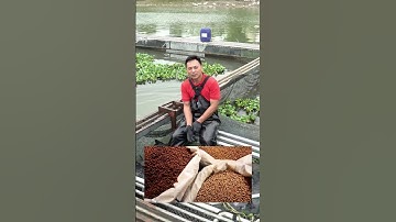 Bí Quyết Nuôi Cá Lăng Thành Công Từ Tình Cá – Kinh Nghiệm Vàng