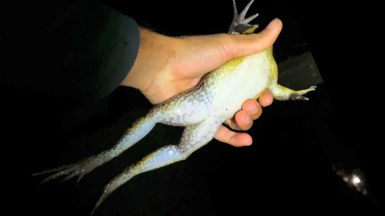Catch And Cook Big Bullfrogs【Fried Frog Legs】 YouTube