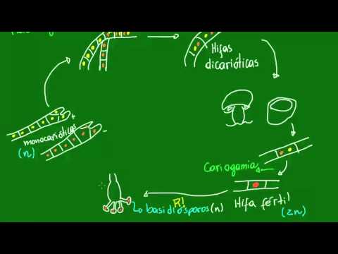 Vídeo: Os esporos estão contidos nos basídios?