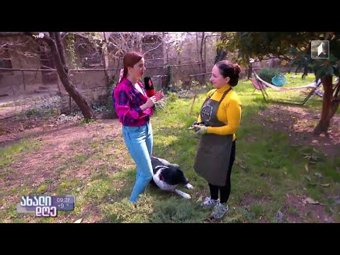 „მცენარეების მეგობარი“ - რა ტიპის სამუშაოები უნდა ჩატარდეს ბაღში სეზონურად