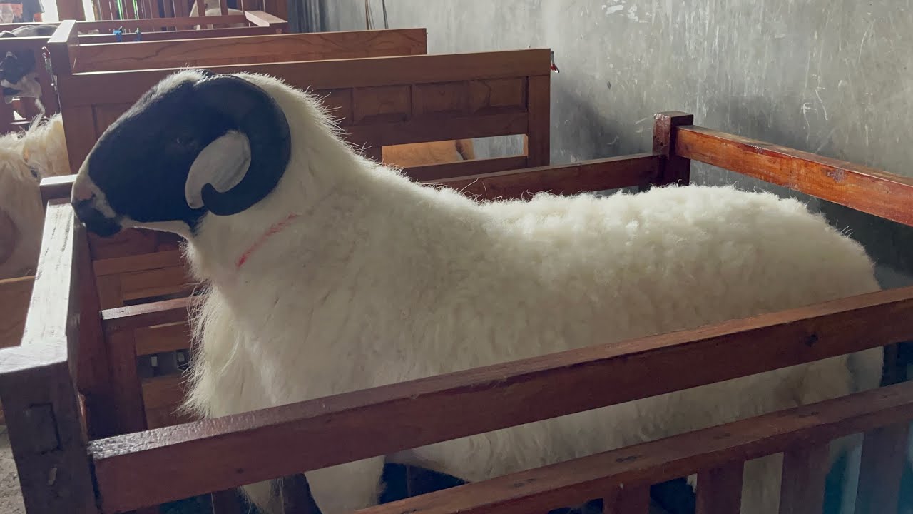 HASIL SIDANG PENETAPAN DOMBA TEMAGGUNG 🔥🔥🔥