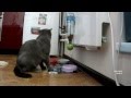 Учим кота самому себе накладывать еду. Learn the cat itself impose food