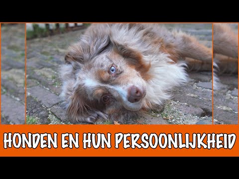 Video: 5 Slaapposities Voor Honden En Wat Ze Betekenen