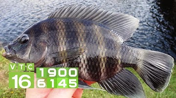 Xử lý ao nuôi để cá rô phi khỏe mạnh I VTC16