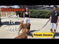 Formerly aggressive golden retriever meets Prince and others//Private session
