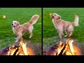 A dog that loves to eat fire