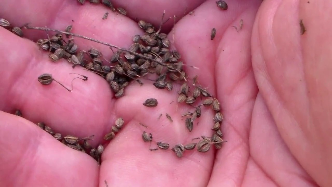 Poison Hemlock Produces up to 40,000 Seeds Per Plant