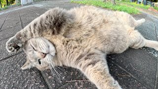 A fat gray cat relaxes and shows its big belly to humans