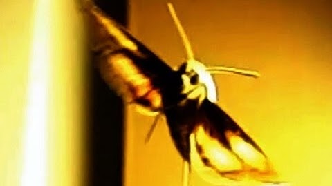 Slow Motion White Lined Sphinx Moth V11370