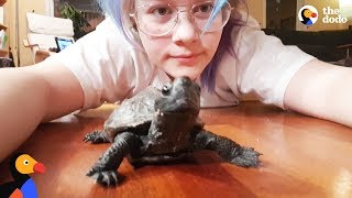 Playful Turtle Follows His BFF Mom Like a Dog | The Dodo